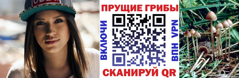 цены   Майский  Псилоцибиновые грибы Psilocybe 